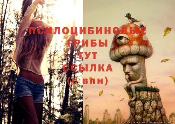 прущие грибы Волоколамск